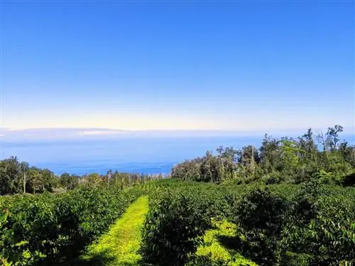 Вид на кофейную ферму дерева Хала на Гавайях