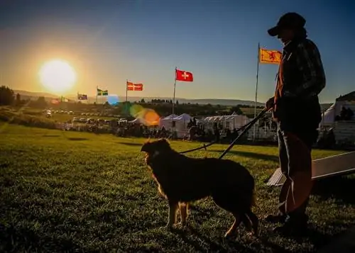 Испытания овчарки Микер в Колорадо