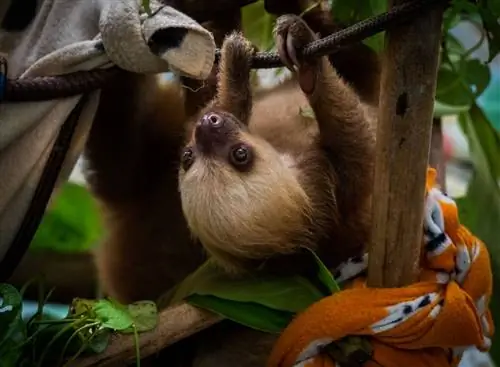 Лимон Коста-Рика - заповедник ленивцев крупным планом