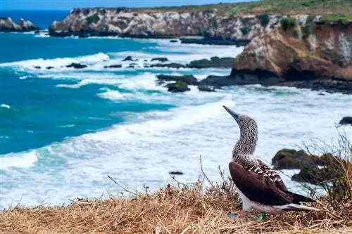 Голубоногая олуша, побережье Эквадора, Исла-де-ла-Плата
