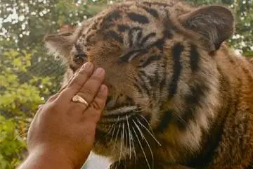 12 шагов к исцелению отношений с животными