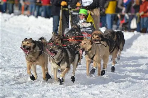 ездовые собаки бегут по заснеженным улицам Анкориджа на Iditarod