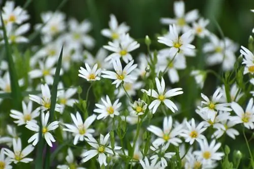 Фото национального парка Шенандоа с белыми крошечными цветами