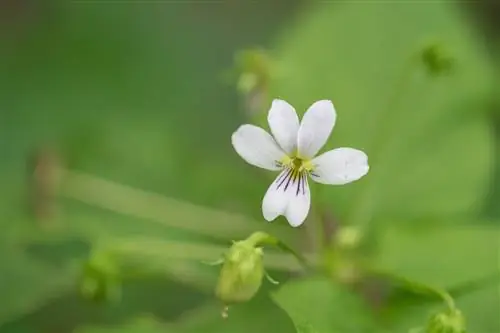 Фотография маленькой белой фиалки в национальном парке Шенандоа