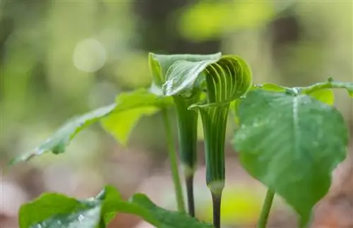 Фотографии национального парка Шенандоа - зеленое лиственное растение