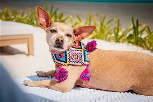 вальдорф астория канкун док фотосессия