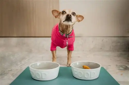 вальдорф астория канкун собачья служба