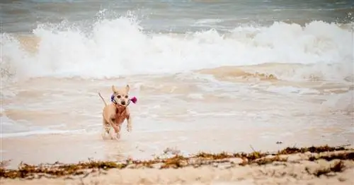 Как взять щенка в роскошную поездку на Ривьеру Майя