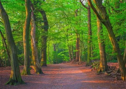 Лондон - самый большой городской лес в мире, а его деревья - идеальное место для побега