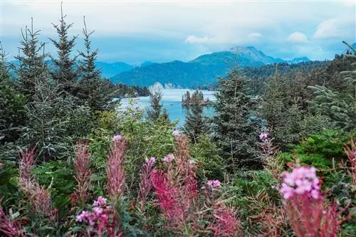 Кипрей возле государственного парка Качемак-Бей на Аляске возле Гомера