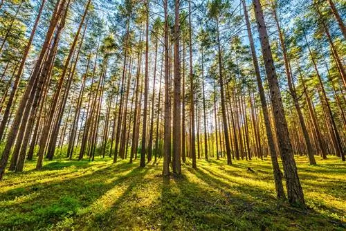 Солнечные лучи пробиваются сквозь стволы деревьев в сосновом лесу