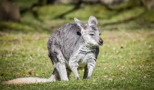 Валлару в национальном парке Какаду