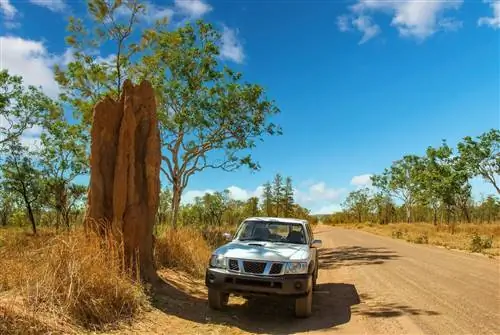 термиты в Какаду
