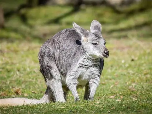 10 000 кроксов и единственные в мире черные валлару: дикая природа в национальном парке Какаду