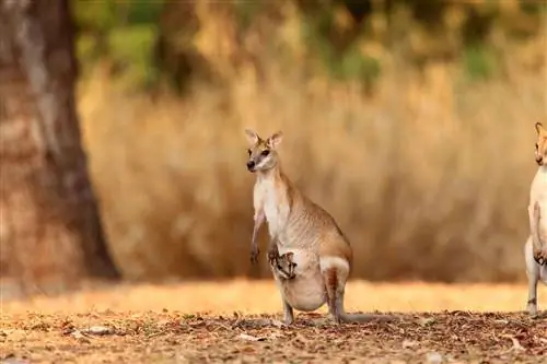 проворный валлаби в национальном парке какаду