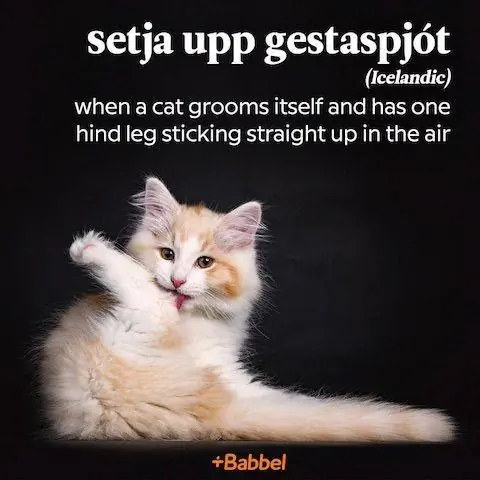 Setja upp gestaspjot исландское слово