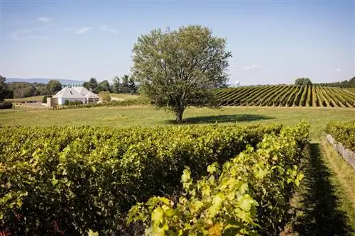Винодельня Boxwood Estate, Вирджиния Винодельня Boxwood Estate, Вирджиния