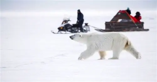 Что нужно знать, чтобы увидеть белых медведей на крайнем севере Канады