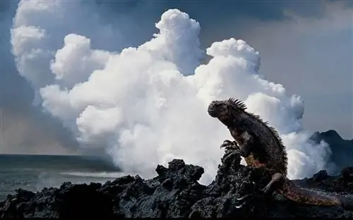 Галапагосские острова, ящерица