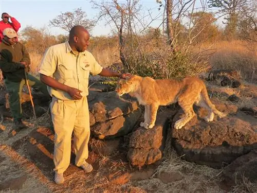 Встреча со львом в Зимбабве – неверная программа сохранения?