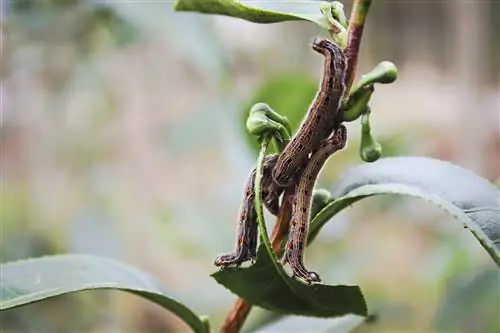 Чай с дерьмом от насекомых: самый дорогой чай в мире