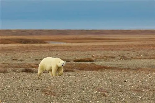 Белый медведь на острове Врангеля
