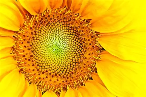 Понимание Aperture: 3 типа, когда их использовать и почему