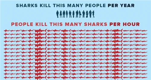 Потрясающая инфографика показывает, кто кого убивает в битве между акулами и акулами. Люди