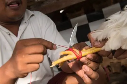 балийский петушиный бой иствуд 002