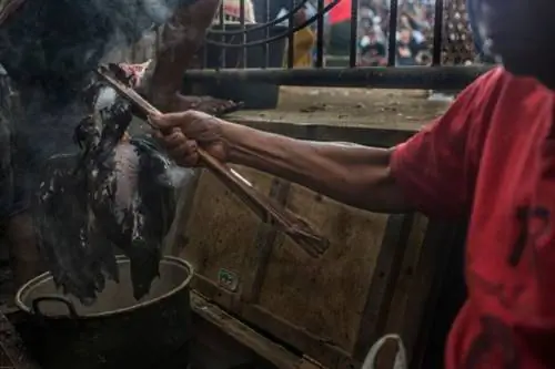 балийский петушиный бой иствуд 005