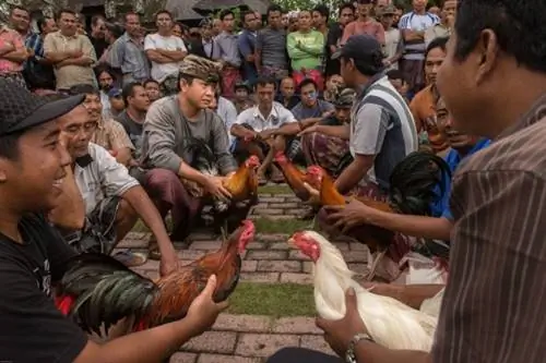 балийский петушиный бой иствуд 007