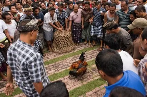 балийский петушиный бой иствуд 008