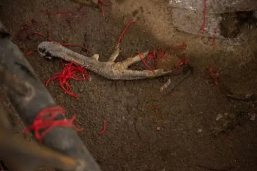 балийский петушиный бой иствуд 004