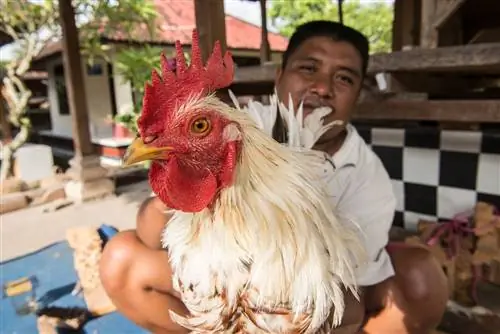 Интимный взгляд на петушиные бои на Бали