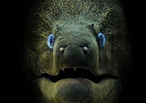 Победитель конкурса компактных фотографий журнала Scuba Diving
