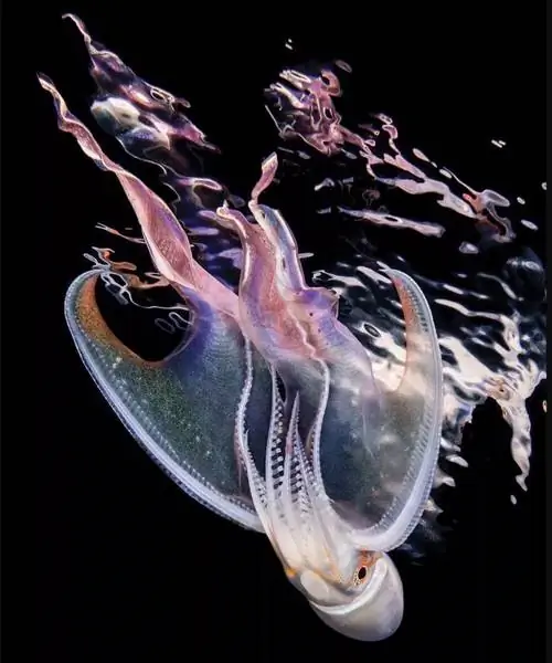 Победитель конкурса макрофото журнала Scuba Diving Magazine