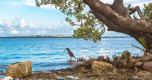 7 парков Майами с аллигаторами, водными горками, ананасами и многим другим