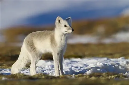 11 потрясающих снимков арктической дикой природы