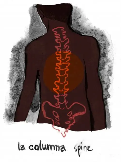 Позвоночник