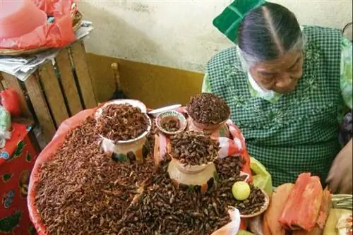 chapulines_oaxaca