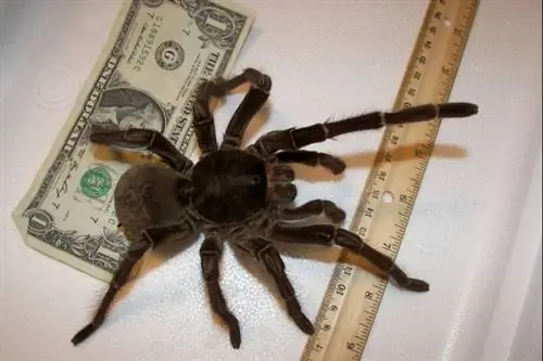 goliath_tarantula