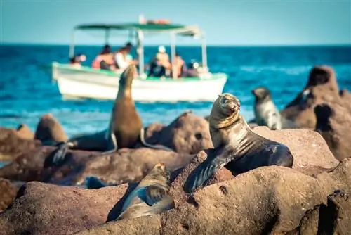 тюлени на Эспириту-Санто