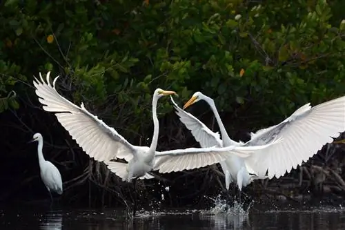 Цапли Форт Майерс Санибел