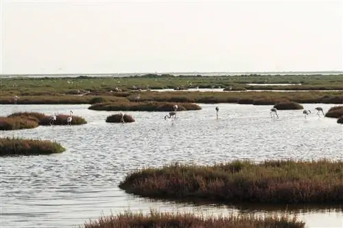 Измир птичий рай