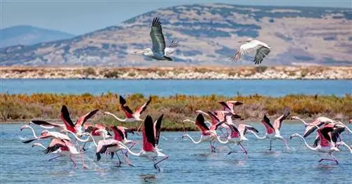 Лучшие места для знакомства с природой в Измире, Турция