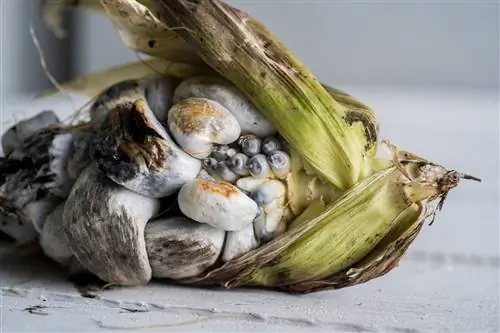 мексиканские растения-Уитлакоче