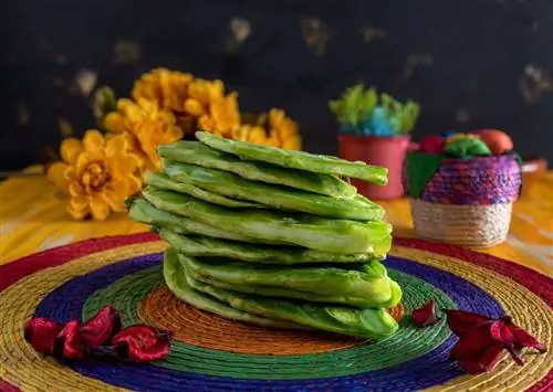 9 съедобных цветов и растений, которые можно найти в Мексике, и как их приготовить