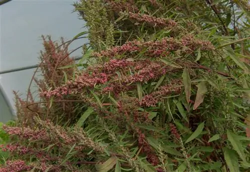 мексиканские растения-Huauzontle