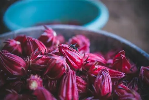 мексиканские растения-Ямайка