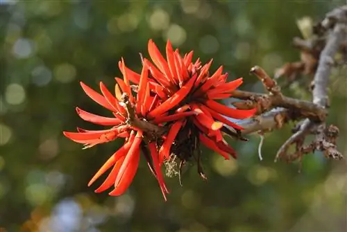 мексиканские растения-Colorines